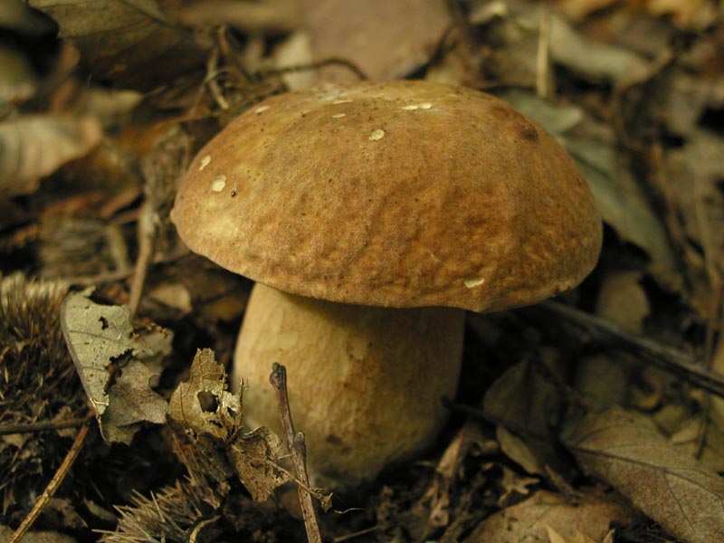 E dopo le Amanite...